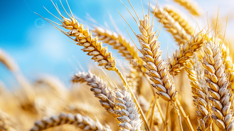 高清大图下载【趣麦麦图】金黄麦穗蓝天白云