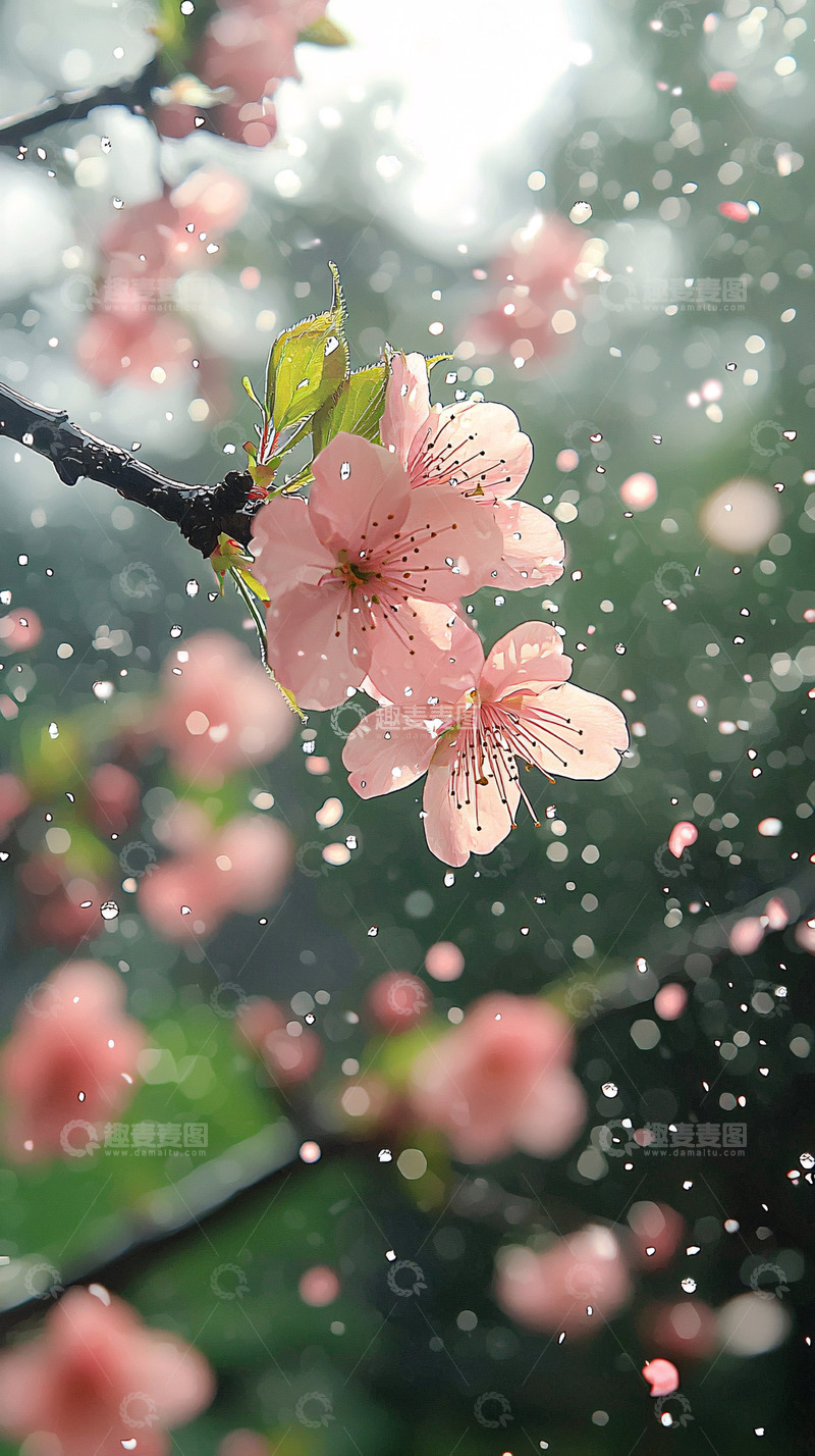 雨中粉嫩桃花