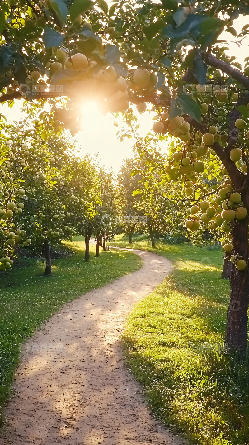 高清大图下载【趣麦麦图】阳光洒满小路果园