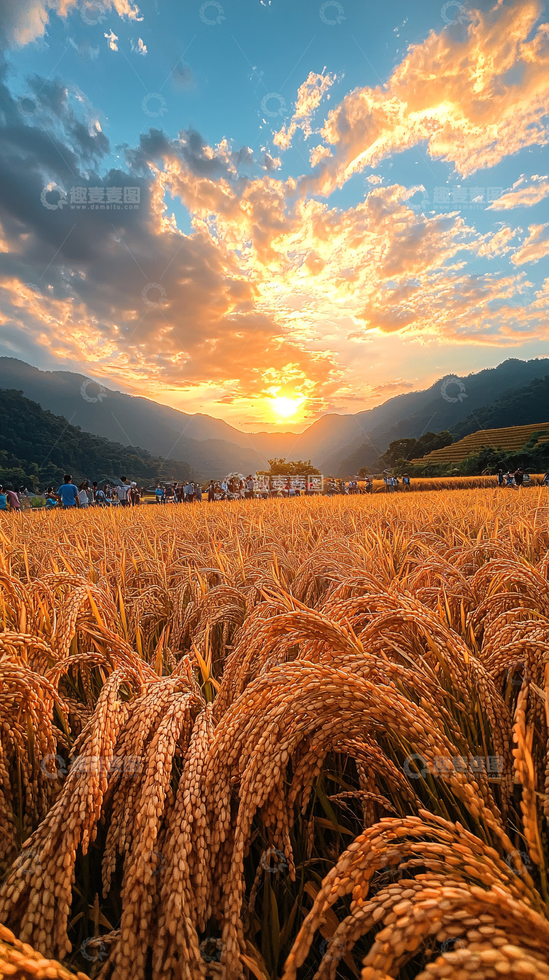 高清大图下载【趣麦麦图】夕阳下的金黄麦田
