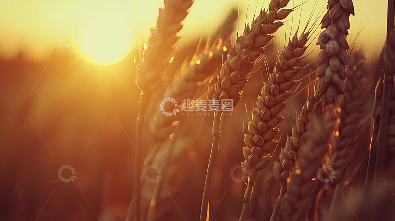 高清大图下载【趣麦麦图】夕阳下金黄麦穗特写