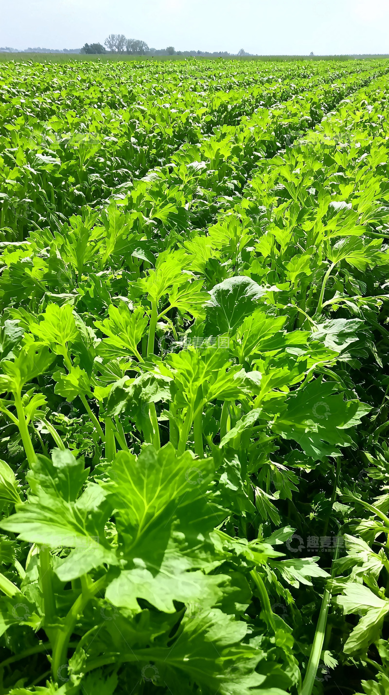 高清大图下载【趣麦麦图】绿色田野里茂密的植物