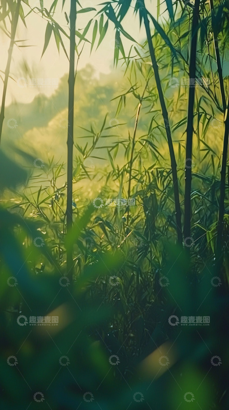 高清大图下载【趣麦麦图】阳光透过竹林