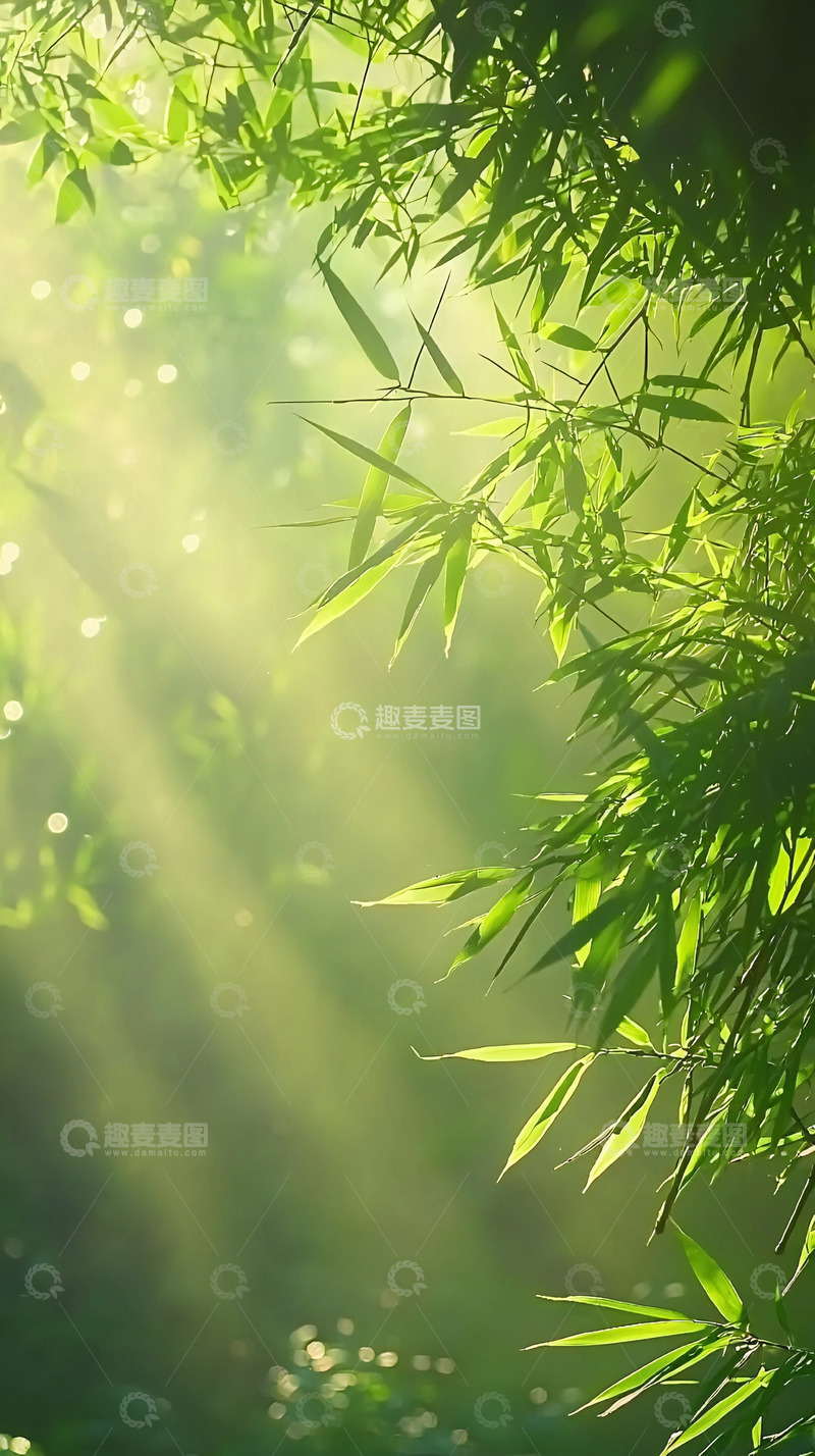 高清大图下载【趣麦麦图】阳光透过竹林