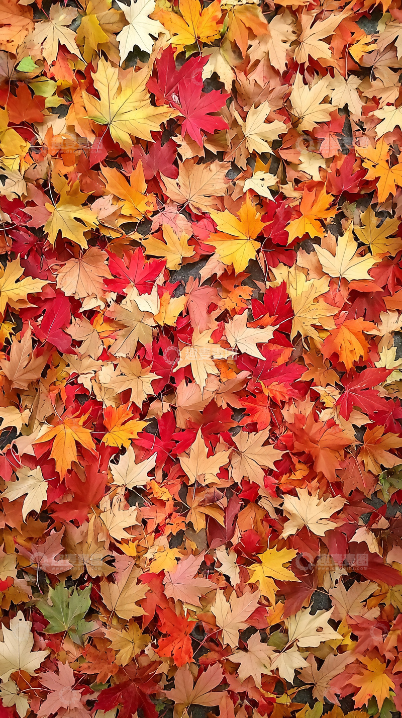 高清大图下载【趣麦麦图】秋叶满地
