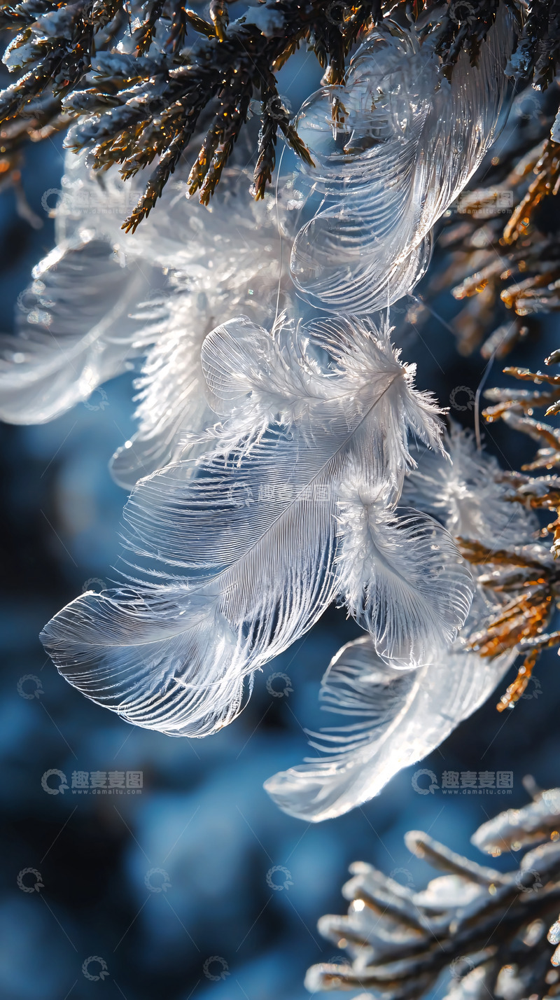 高清大图下载【趣麦麦图】雪松枝上冰晶羽毛