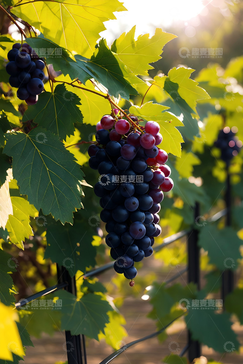 高清大图下载【趣麦麦图】水果创意背景61