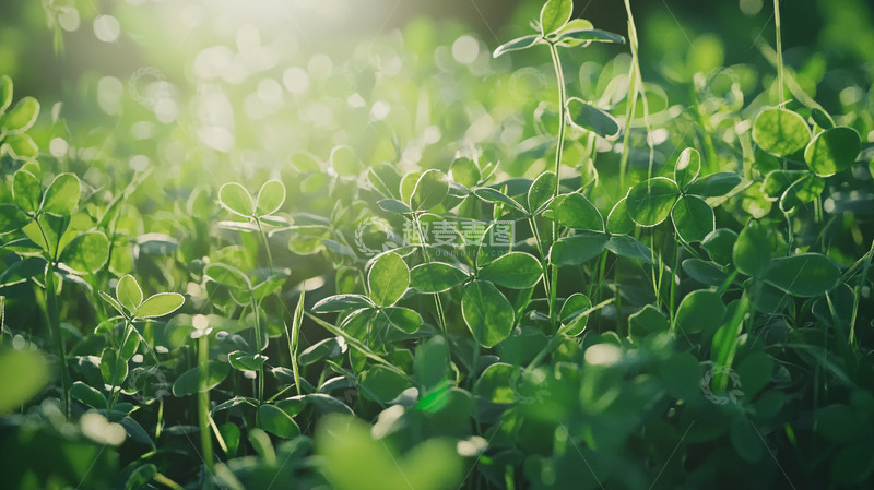高清大图下载【趣麦麦图】阳光照射下的绿叶植物