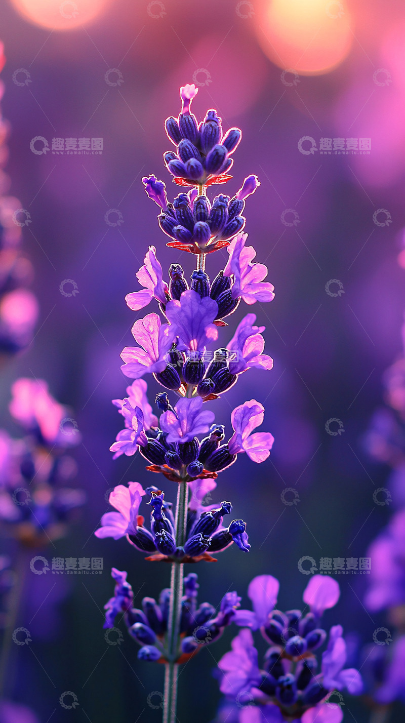 高清大图下载【趣麦麦图】紫色薰衣草特写