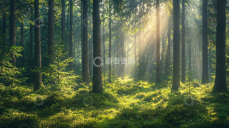 高清大图下载【趣麦麦图】阳光穿过森林的景象