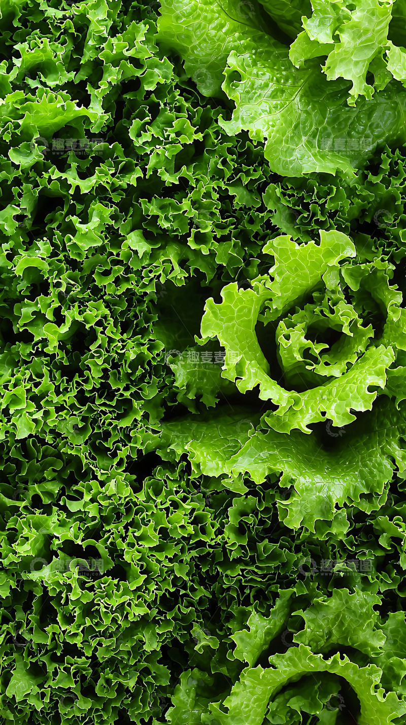 高清大图下载【趣麦麦图】新鲜翠绿生菜特写