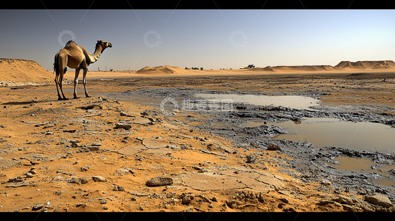 高清大图下载【趣麦麦图】沙漠骆驼