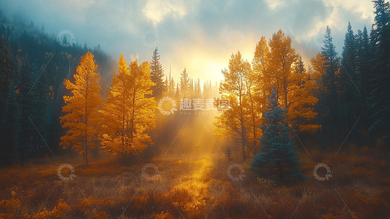 高清大图下载【趣麦麦图】金色阳光穿透秋日森林