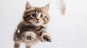 可爱小猫追逐羽毛