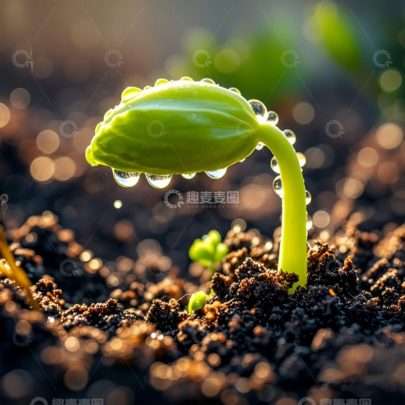 高清大图下载【趣麦麦图】春天清晨破土而出的嫩芽