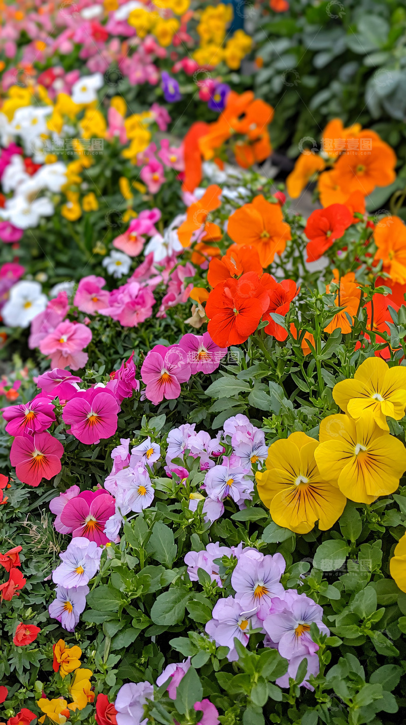 高清大图下载【趣麦麦图】-彩虹般绽放的三色堇花田