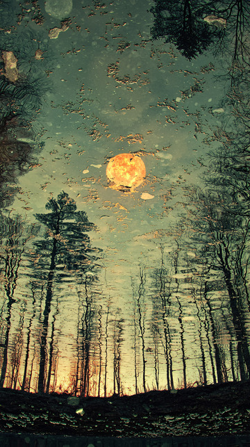 水面倒影月夜森林