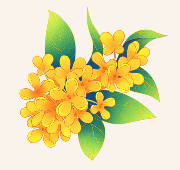 国风桂花手绘插画