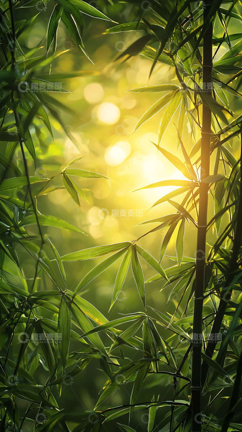 高清大图下载【趣麦麦图】竹林光影
