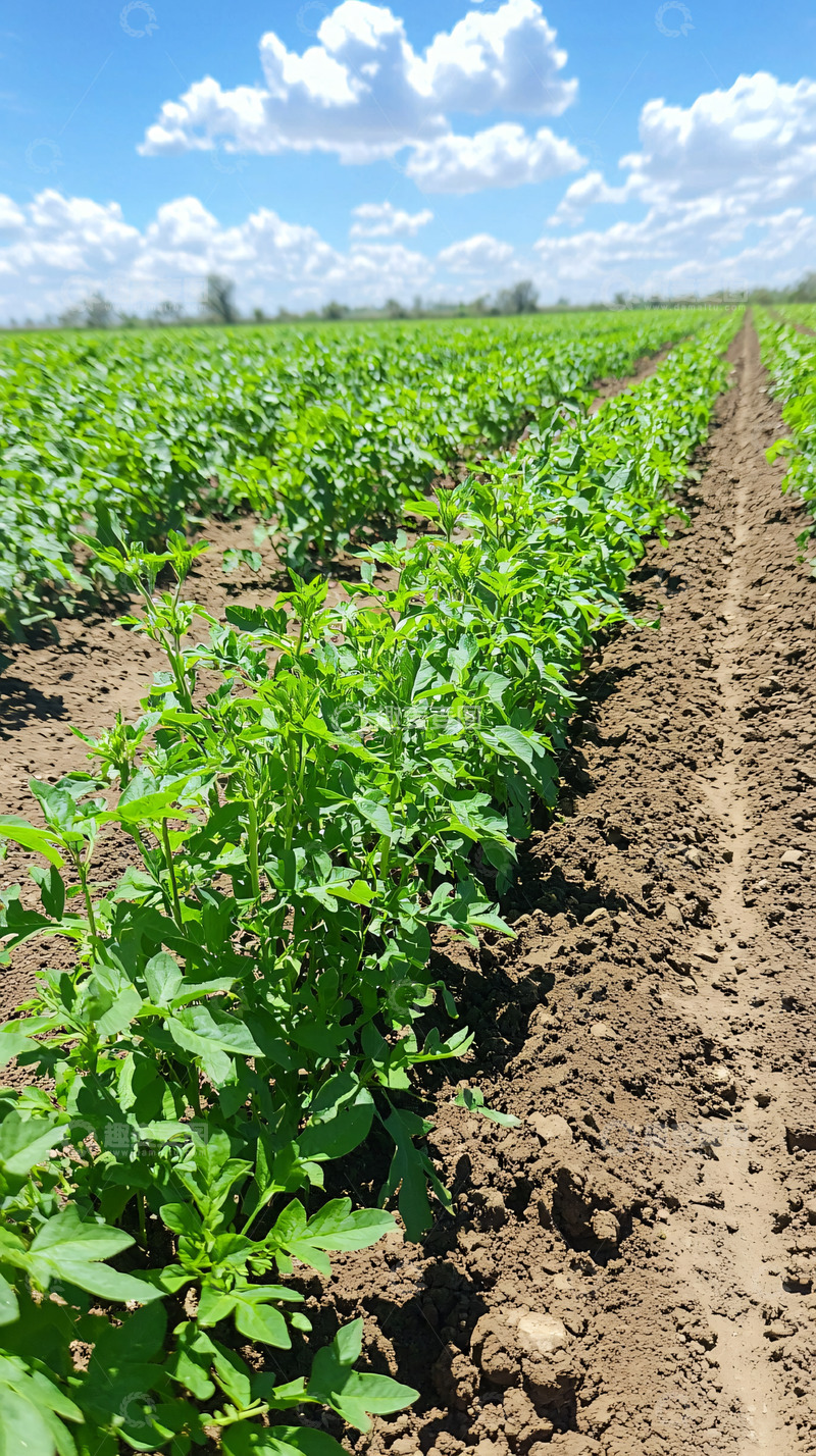 高清大图下载【趣麦麦图】田间种植的绿色植物