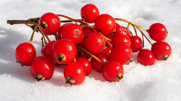 雪地里的红色浆果