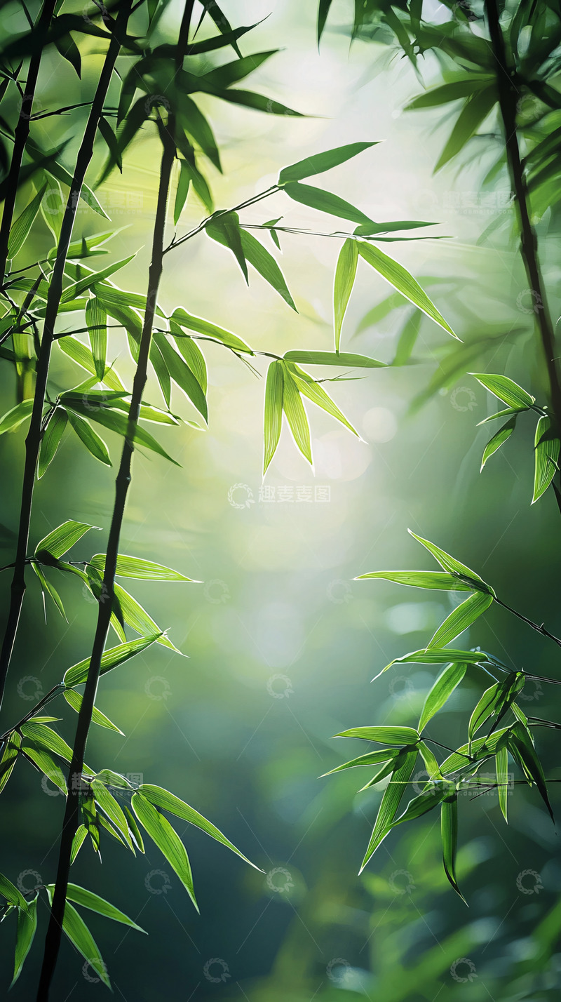 高清大图下载【趣麦麦图】竹林深处光影斑驳
