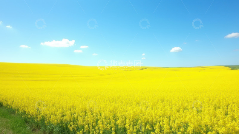 高清大图下载【趣麦麦图】广阔黄色花田自然风光