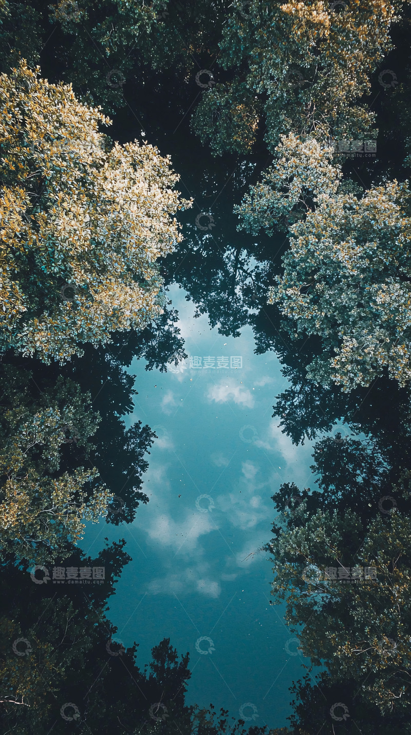 高清大图下载【趣麦麦图】树冠下的天空