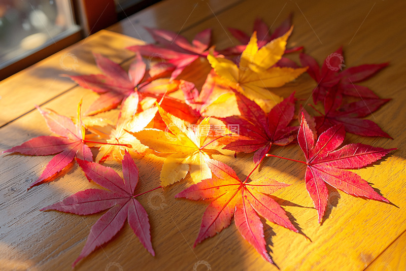 高清大图下载【趣麦麦图】枫叶静物