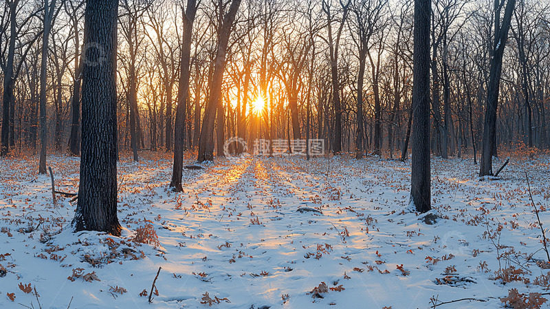 高清大图下载【趣麦麦图】冬日森林落日