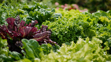 新鲜蔬菜品种混合特写