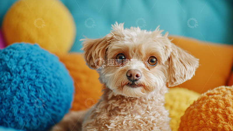 高清大图下载【趣麦麦图】可爱卷毛狗狗