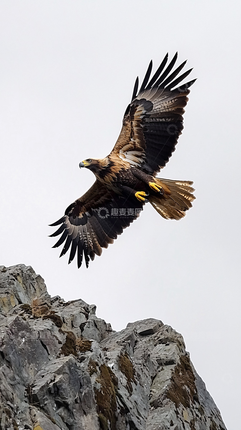 高清大图下载【趣麦麦图】雄鹰展翅高飞