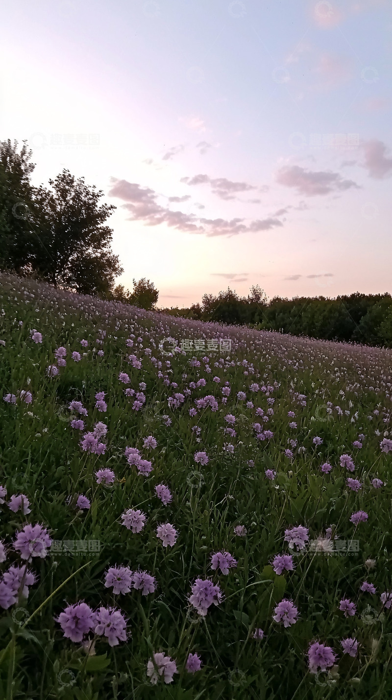 高清大图下载【趣麦麦图】傍晚紫色花海日落景色