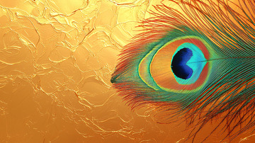 孔雀羽毛特写金色背景