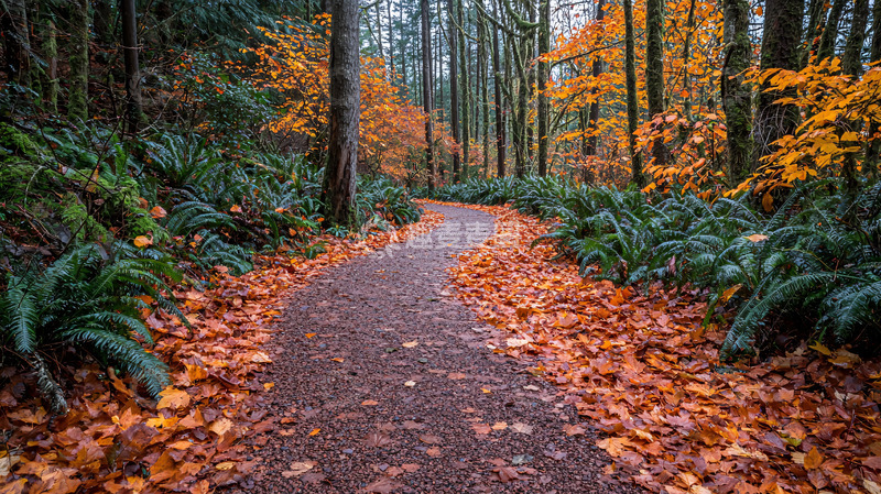 高清大图下载【趣麦麦图】秋日森林小路
