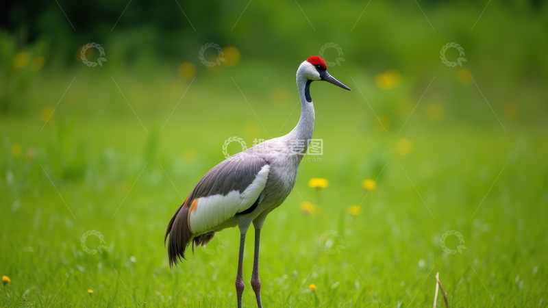 高清大图下载【趣麦麦图】绿草地中的丹顶鹤