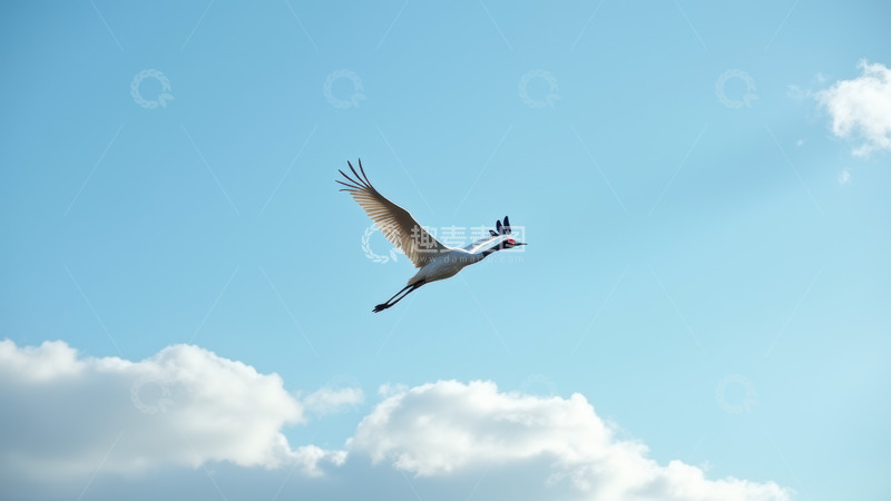 高清大图下载【趣麦麦图】蓝天中翱翔的丹顶鹤