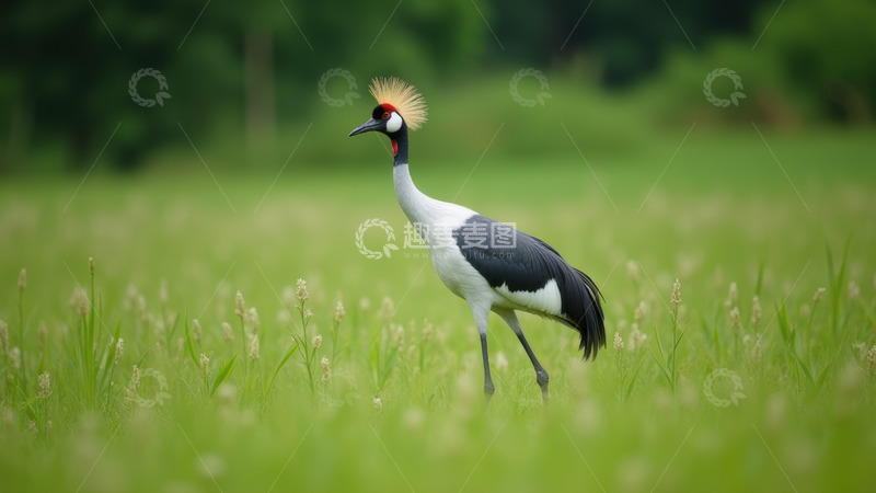 高清大图下载【趣麦麦图】绿草地上的灰冠鹤