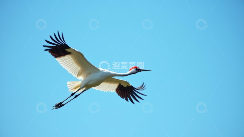 高清大图下载【趣麦麦图】蓝天下飞翔的鹤