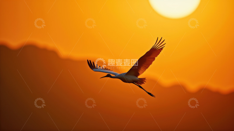 高清大图下载【趣麦麦图】夕阳下飞翔的丹顶鹤