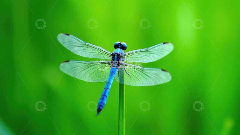 绿茎上的蓝身蜻蜓