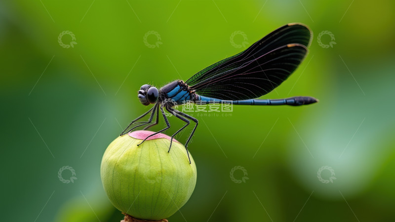 高清大图下载【趣麦麦图】绿荷苞上的黑翅蜻蜓