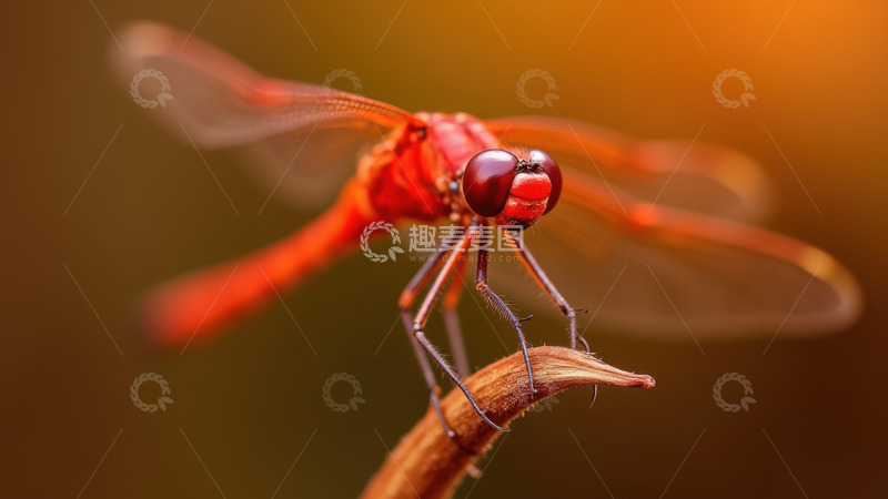 高清大图下载【趣麦麦图】棕枝上的红蜻蜓特写