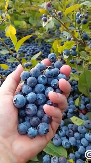 手捧新鲜蓝莓