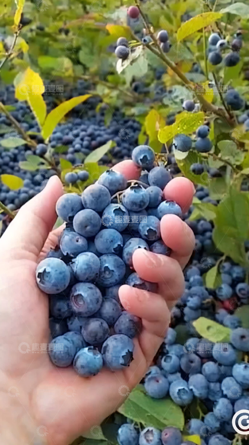 高清大图下载【趣麦麦图】手捧新鲜蓝莓
