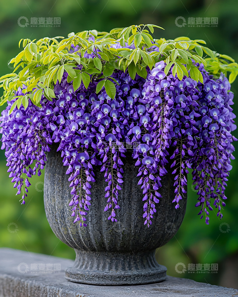 高清大图下载【趣麦麦图】紫藤花盆栽