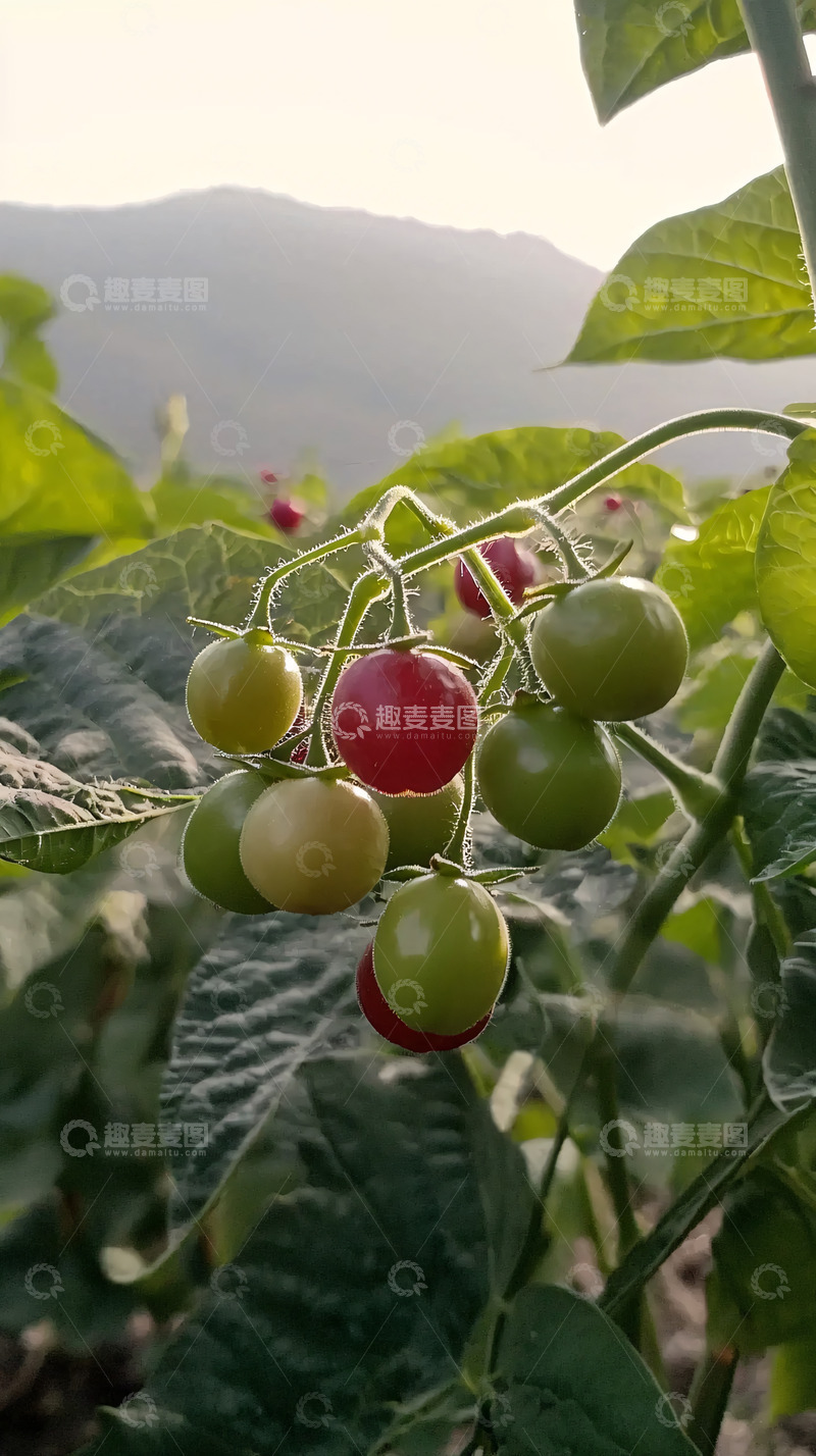 高清大图下载【趣麦麦图】山坡上红绿相间的果实