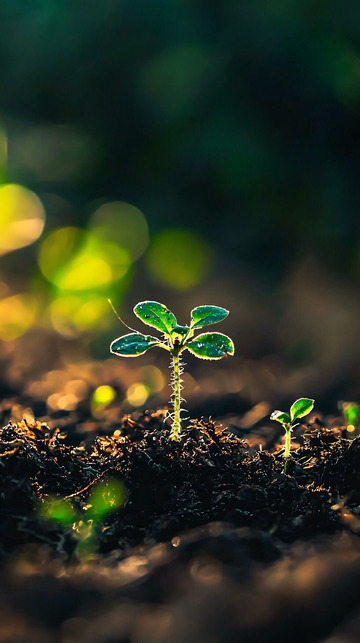 幼苗破土而出