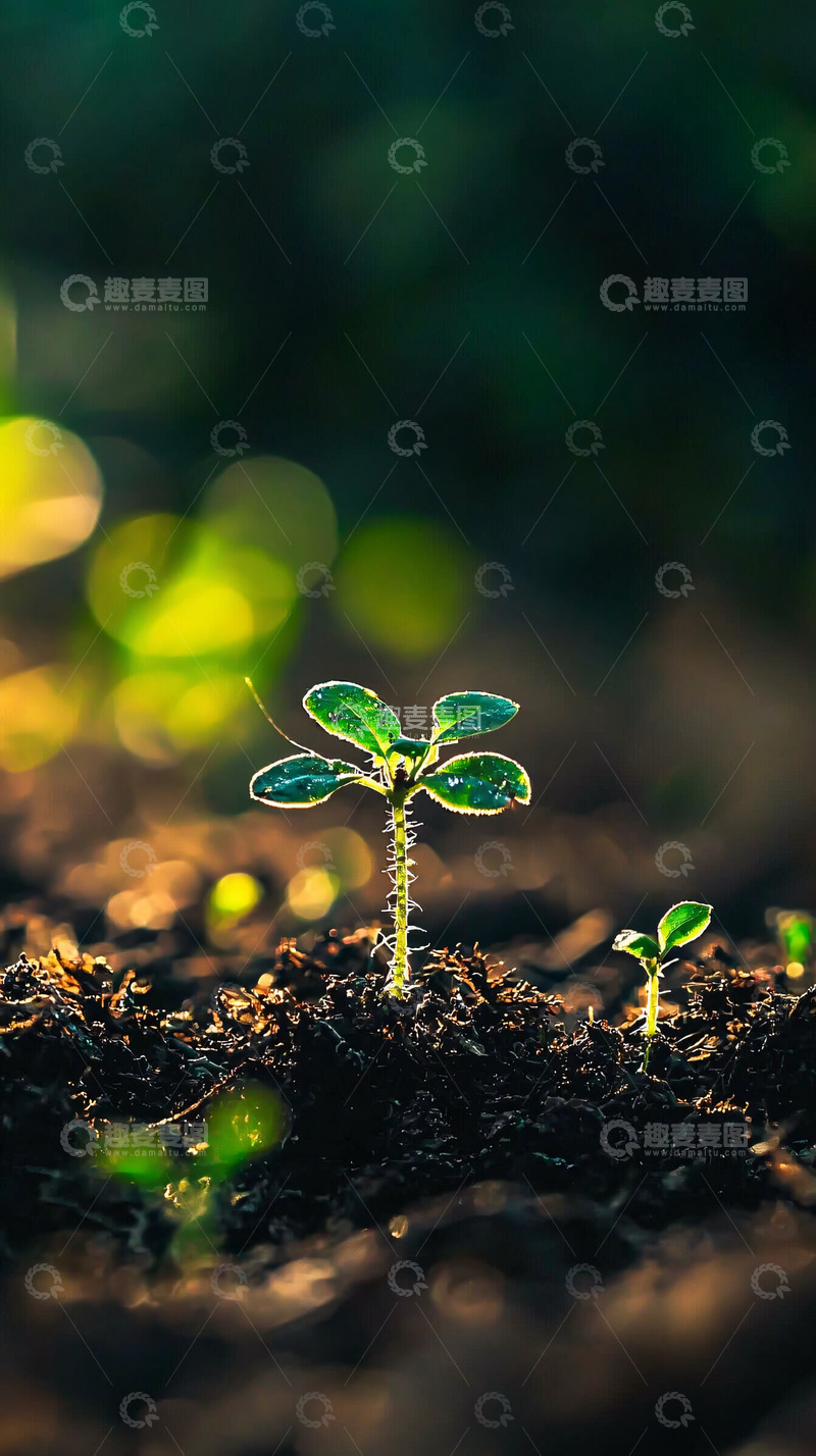 高清大图下载【趣麦麦图】幼苗破土而出